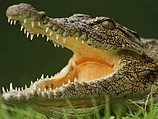 Молодой рыбак выжил после 40-минутной схватки с крокодилом