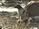 Трогательное ВИДЕО из Японии о "бесконечной верности" собаки на руинах