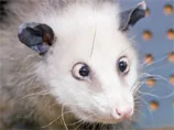 Косоокий опосум-оракул Гайді стане зіркою серіалу