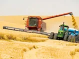 Україна збере рекордні врожаї зерна, впевнені в Мінагрополітики