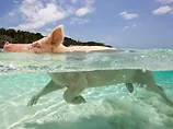 Дві шотландські свині пропливли 1,5 км у морі, щоб повернутися додому