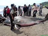 Ученый раскрыл обман с пойманной в Приморье акулой-убийцей