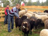 Овечу ферму в Україні створив чеський "Карітас"