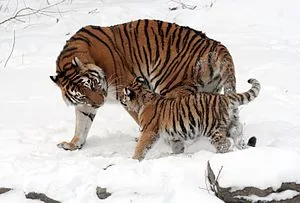 Человечество любит не только милых кошек, но и более грозных представителей семейства кошачьих
