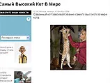 Самый рослый и длинный кот живет в Калифорнии