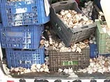 Румынских контрабандистов чеснока вычислили по запаху