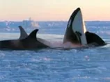 Из ледяного плена в Канаде семья паникующих китов-убийц спаслась благодаря ветру