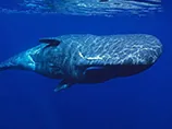 Щоб пірнати на тривалий час морські кашалоти використовують м'язи для зберігання кисню