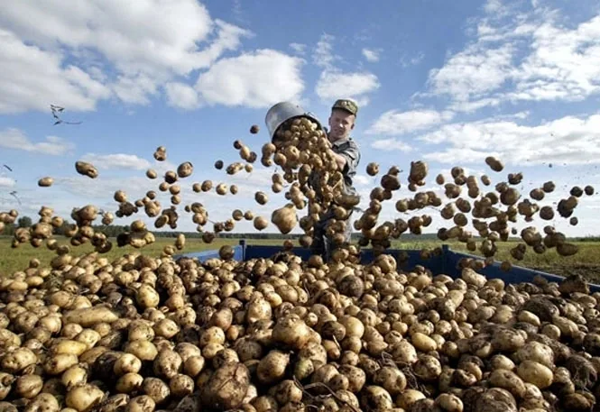Новости Украины: картофель подорожает из-за неурожая