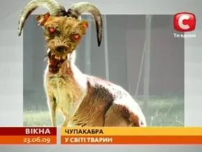 Жителів Прикарпаття тероризує Чупакабра