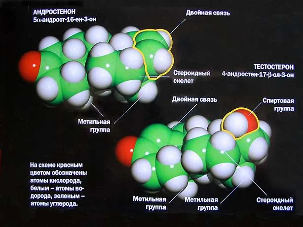 Тестостерон в ответе не только за потенцию, но и за интеллект
