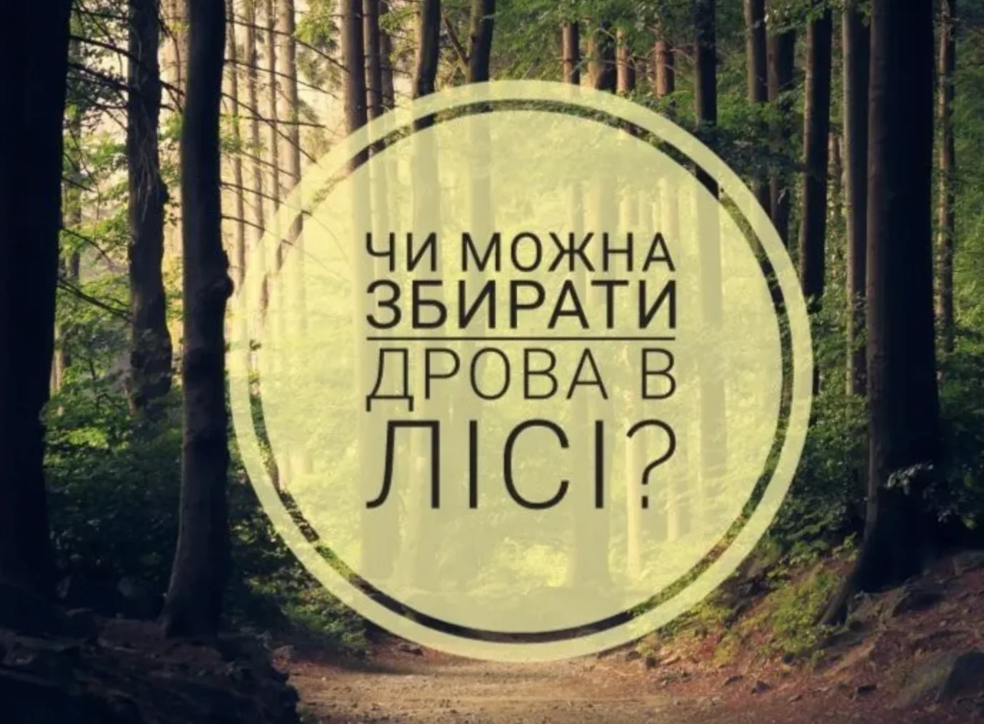 Чи можна самостійно збирати дрова в лісі - лісники