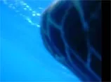 Черепаха стала новой сенсацией, найдя в море камеру и сняв собственное ВИДЕО