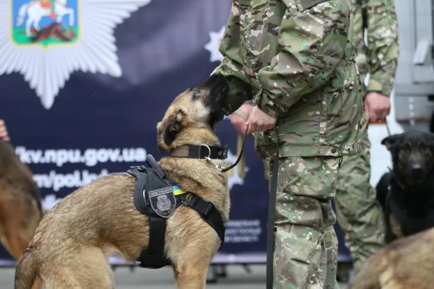 11 собак-саперів передали Україні Нідерланди