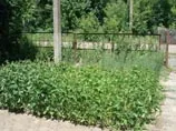 Рослини поблизу Чорнобиля, напевно, вирощують собі "антирадіаційний щит"